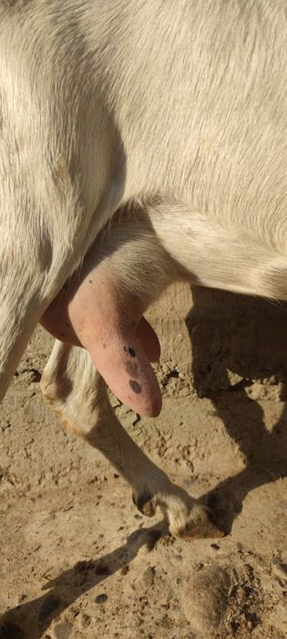 Продаются зааненские козы