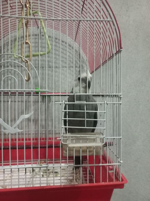 Папугай корелла сотилади