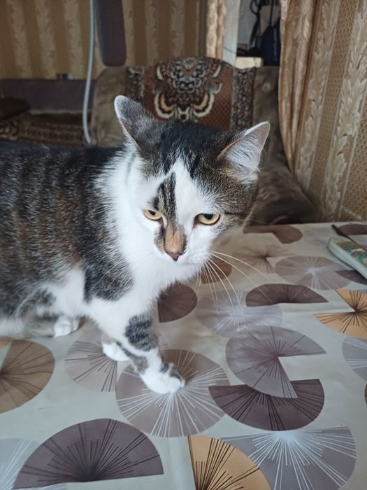 Отдам кота в добрые руки