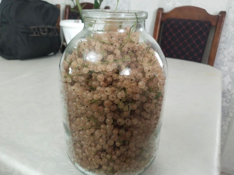 Продам смородина