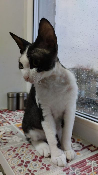 Отдам кошечку в хорошие руки.