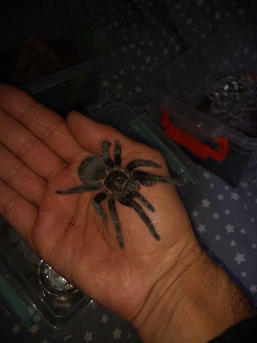 Тарантула Tarantula