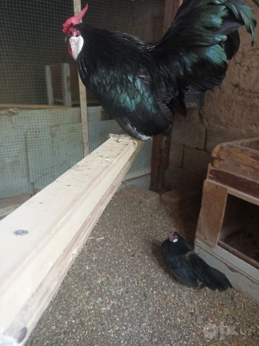 Bantam sotiladi      .