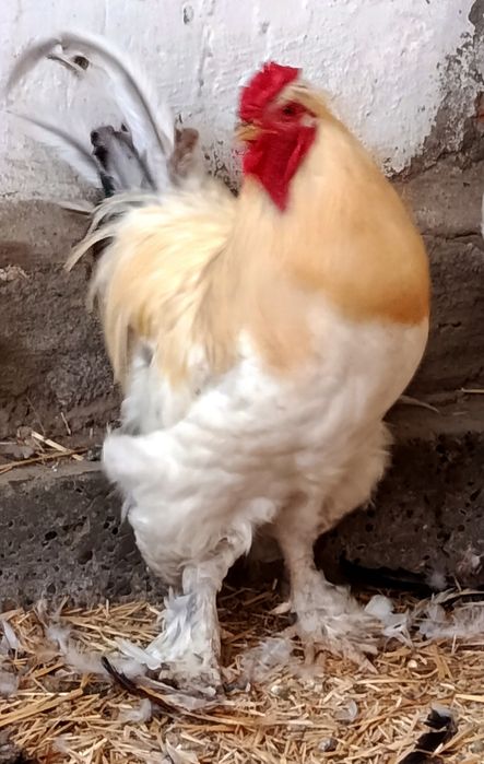 Куры  породы брама