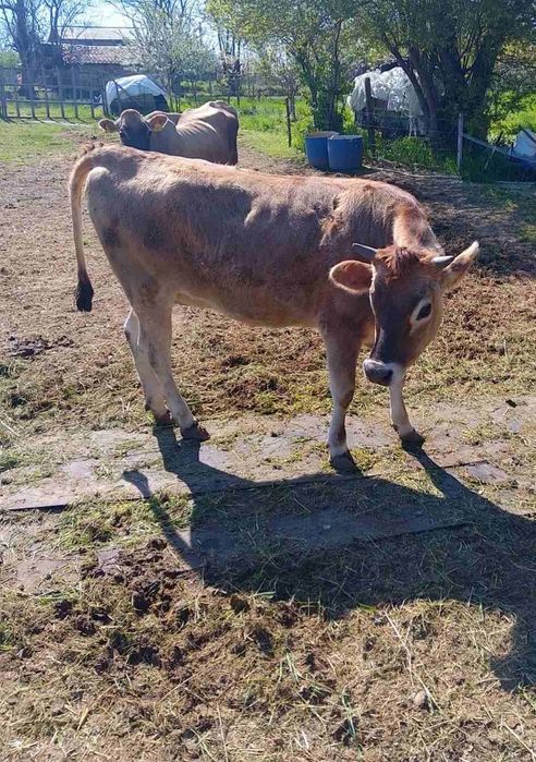 Продавам  юница за