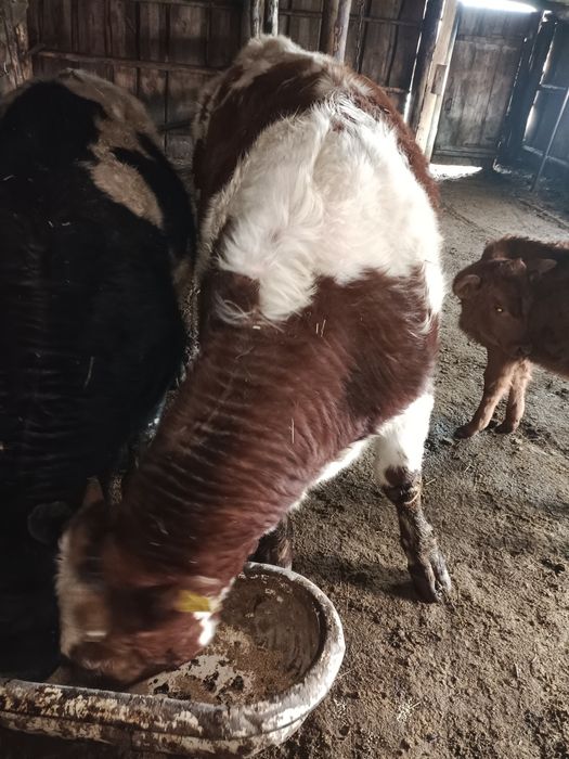 Продам бычка на племя