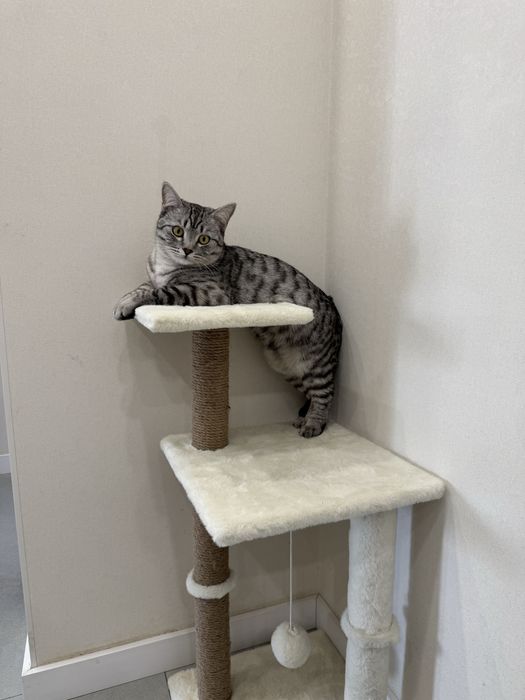 Отдаю кота в добрые руки