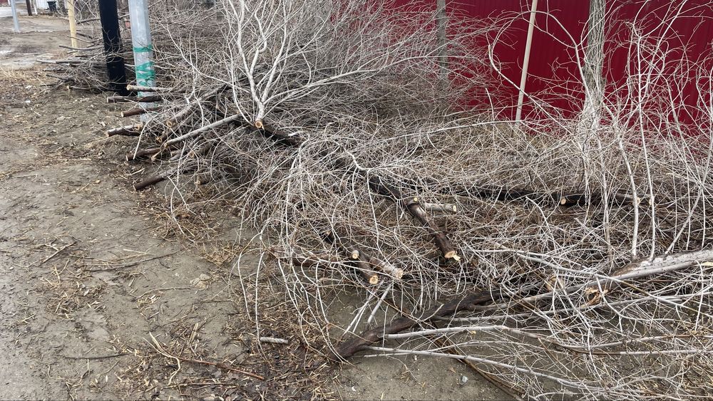 Дрова ағаш караагаш