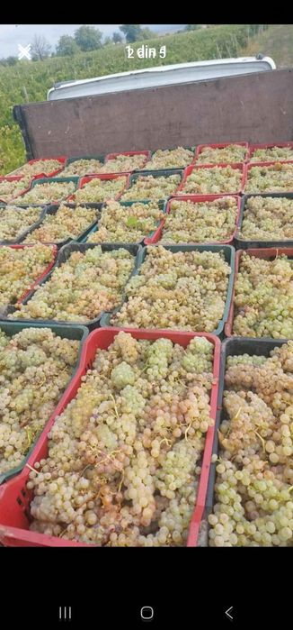 Struguri de vin alb si negri