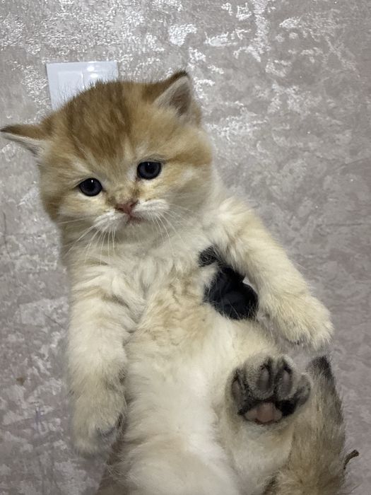 Золотая шиншила британская