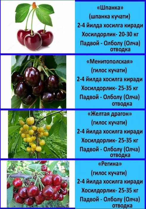 Гилос кучатлар сотувда