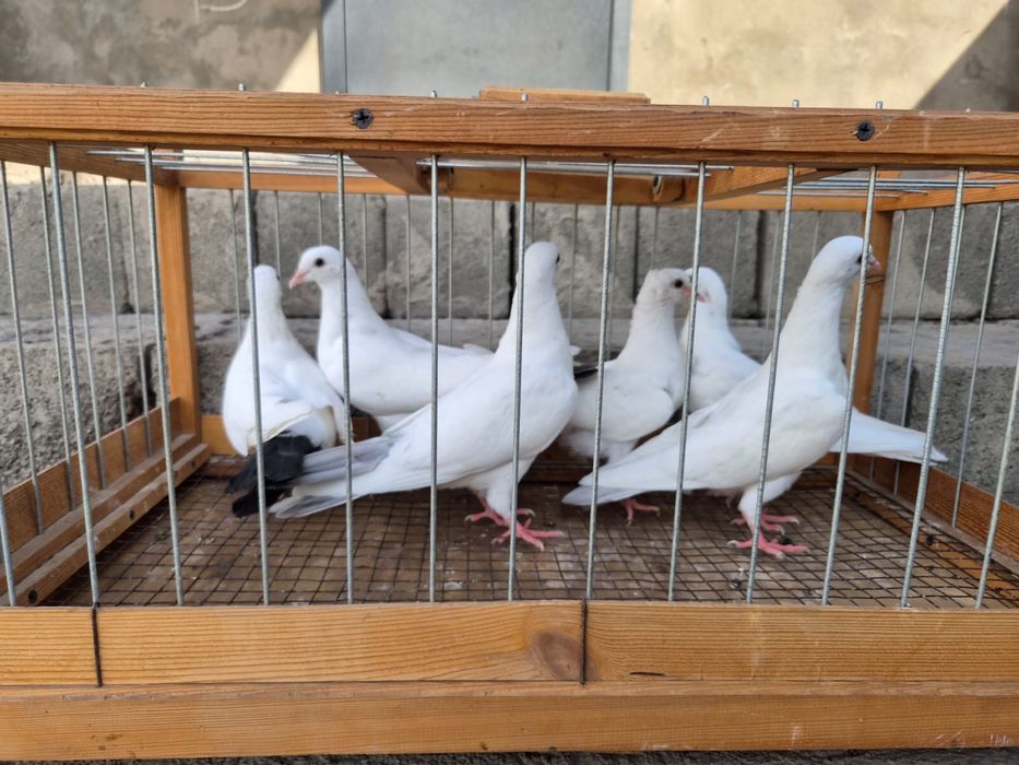 Продам голубей белых