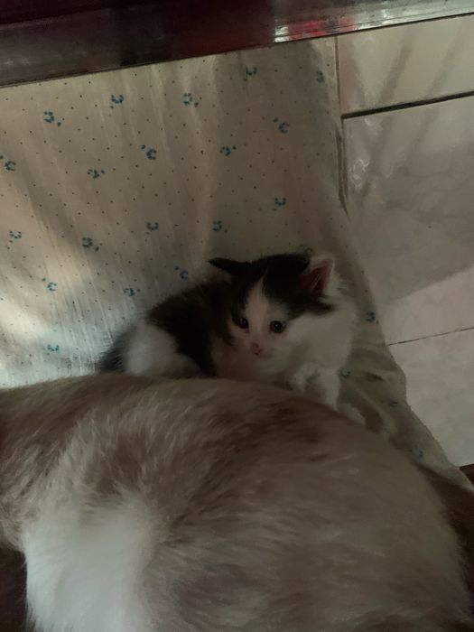 Отдам котят в добрые руки!
