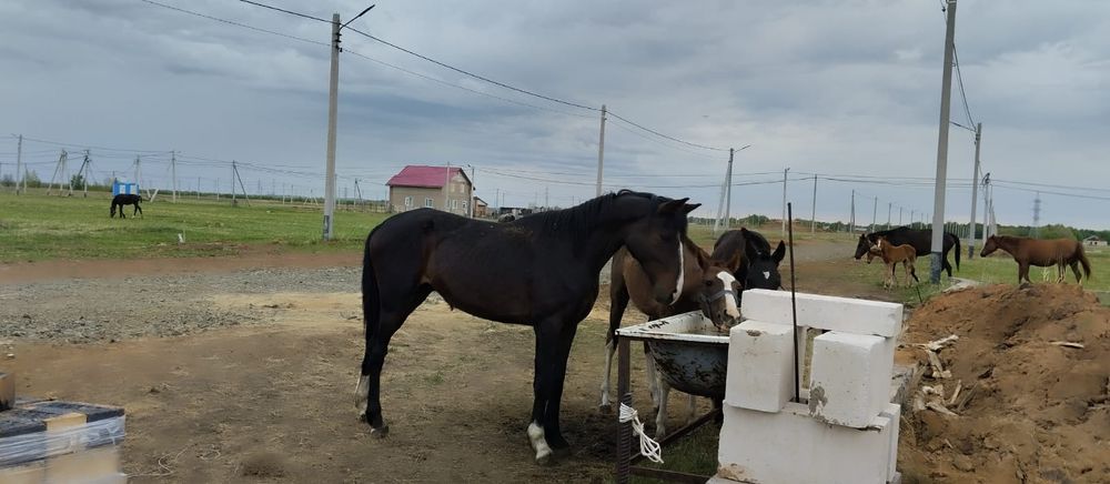 Продам лошадей либо обмен