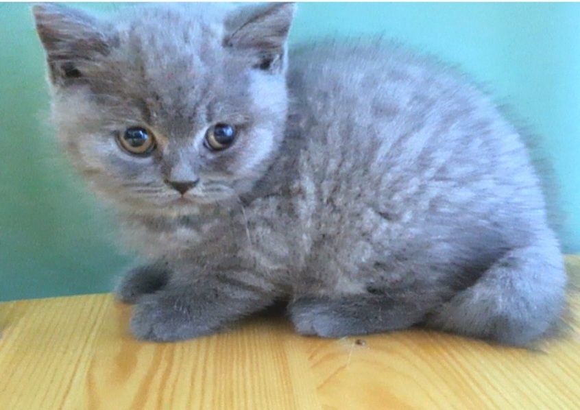 Pisic British Shorthair blue