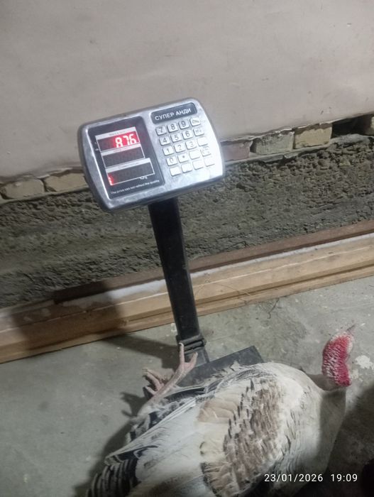 Kurkalar sotiladi 3ta erka 5ta mokiyon