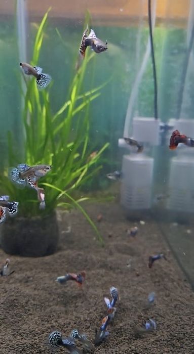 Рыбки дамбо 2000