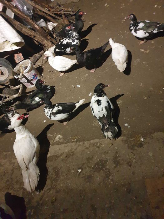 Vand rațe leșești mute+rățuște mici