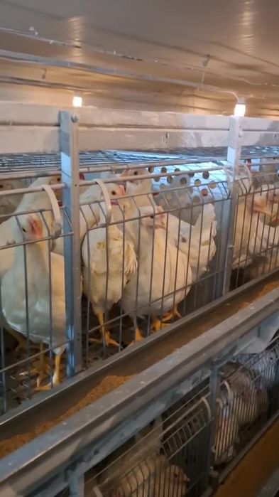 Ломан сенди товуклари сотилади несушка тухум ённалиши фирма давлат тов