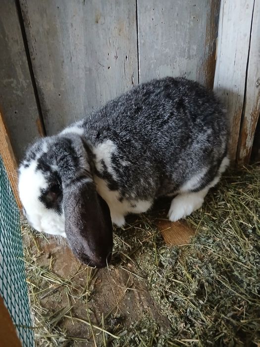 Vând femelă Berbec german gestantă