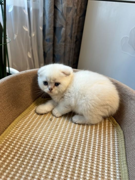 Самые милые, игривые ,умные, котятки..