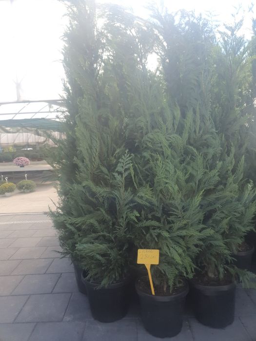 Vând plante ornamentale de diferite specii și livrez