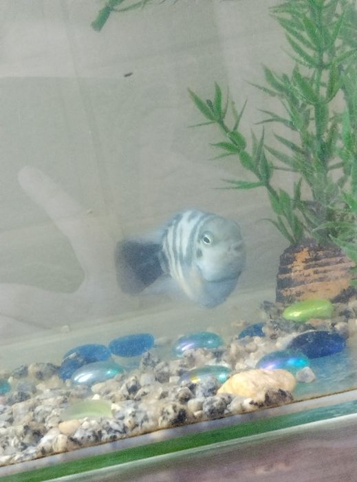 Продаю рыбку попугай