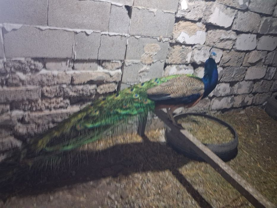 Срочно продам индийского самца павлина