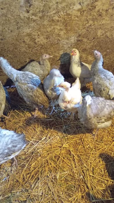 Vind sau schimb cu cereale