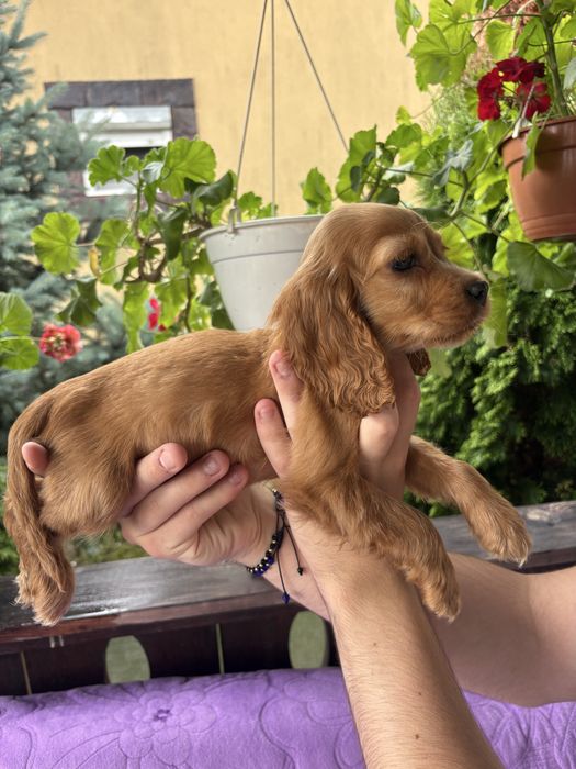 Cocker Spaniel băiat