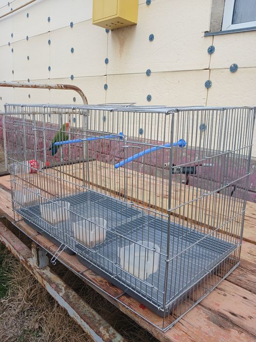 Папугай сатылады сеткасымен  үлкен. Продаётся