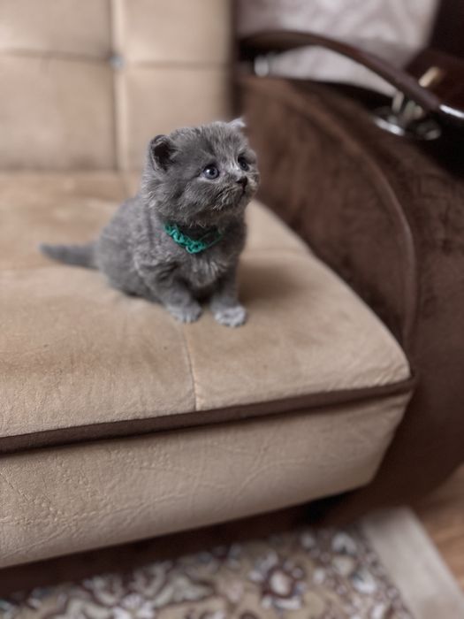 Скоттиш страйт мальчик