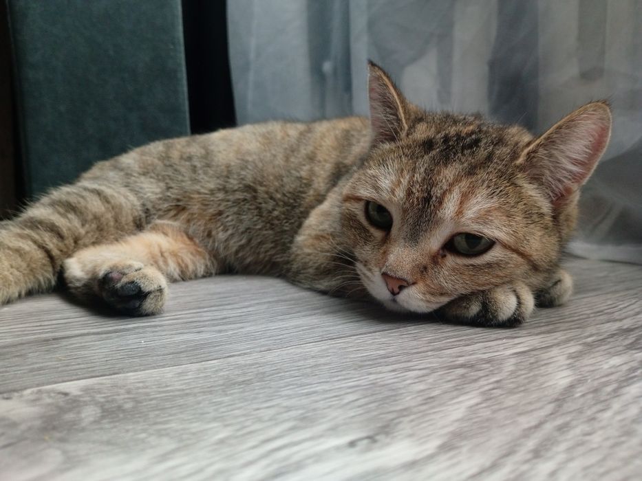 Отдам кошечку девочка