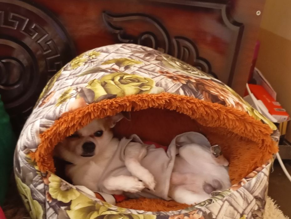 Сабака умний милий