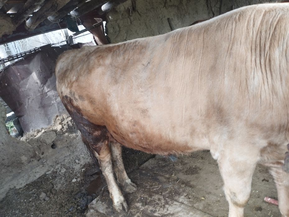 Продам быка только через веса