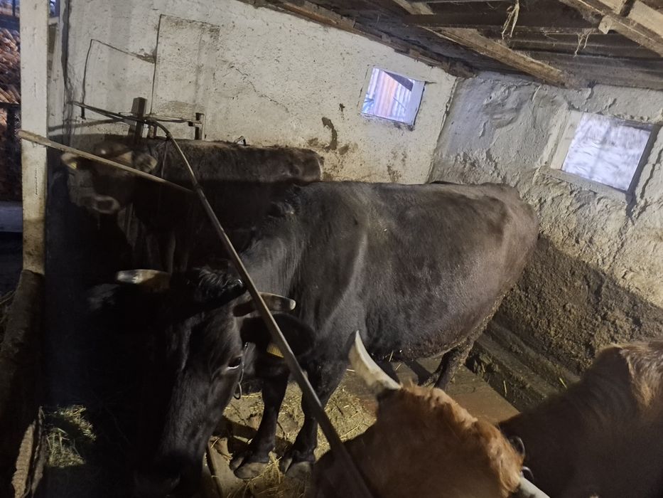 Продам корову...