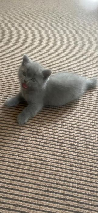 Котенок Британский голубой