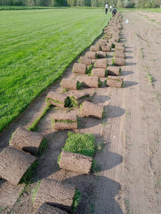 Landshaftni dizayner gazon xizmati