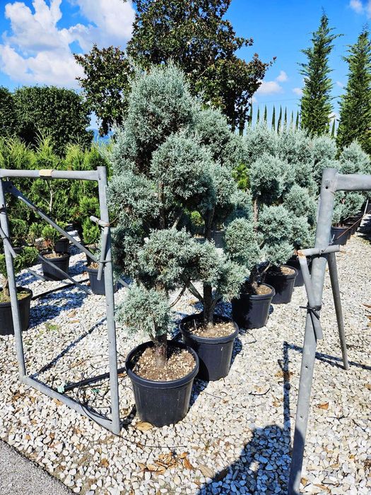 Selecție de Plante Ornamentale – Inspectezi și Plătești