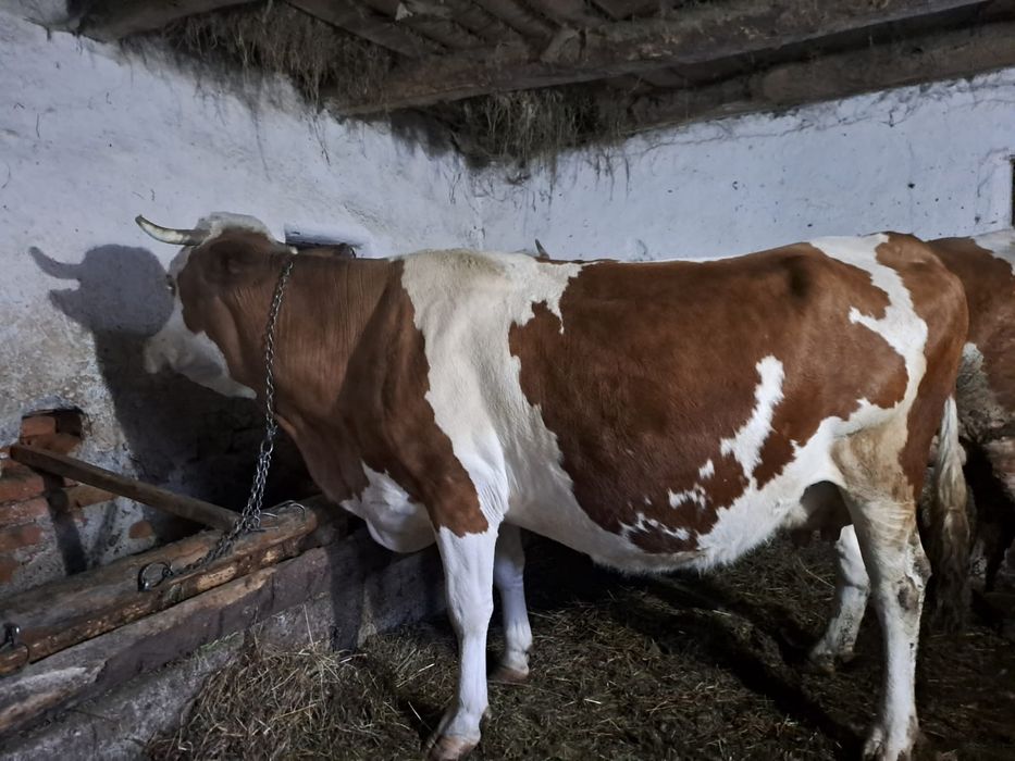 Vând 5 vaci cu lapte