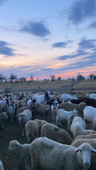 Vând 150 de oi, detalii la telefon