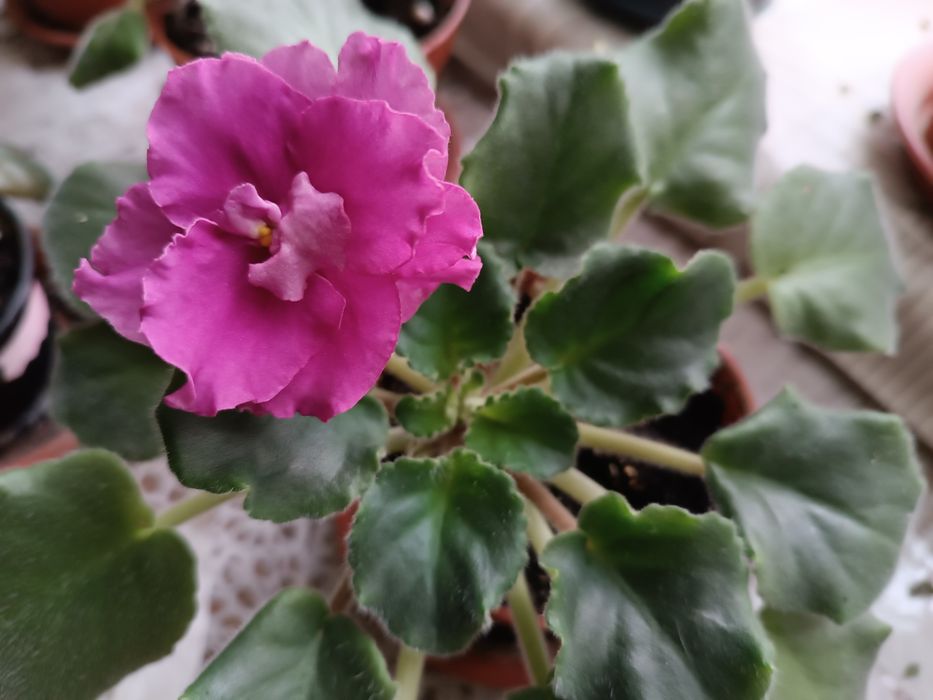 Комнатные растения, Фиалки сортовые оптом