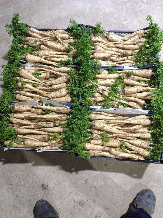 Pătrunjel cu frunza