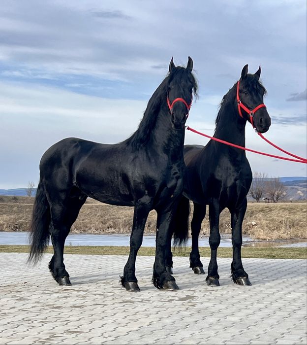 Armasari Frizieni Friesieni Friz Frizian