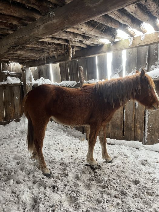 Продам лошадь (кобылка 2-х летка)