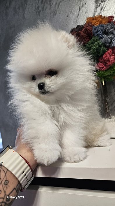 Pomeranian baietel superb!
