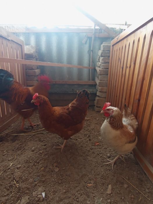 Nugemshi tovuq tuxumlariga zakaz olamiz 15 min