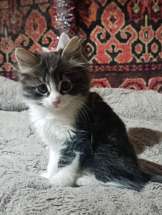 Отдаются котята, две девочки и один мальчик