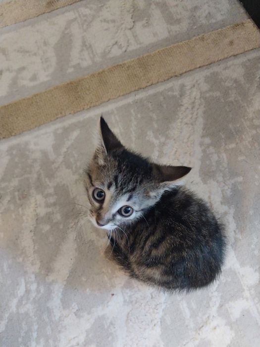 Котенок мальчик 2 месяца