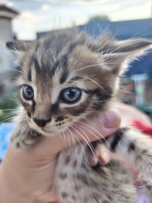 Отдам котят в добрые руки